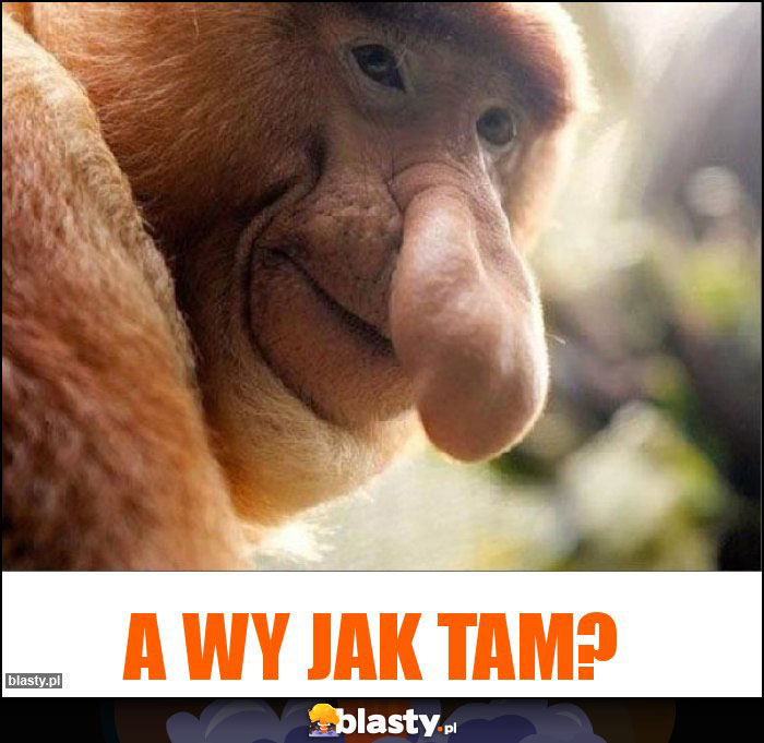 A WY JAK TAM?