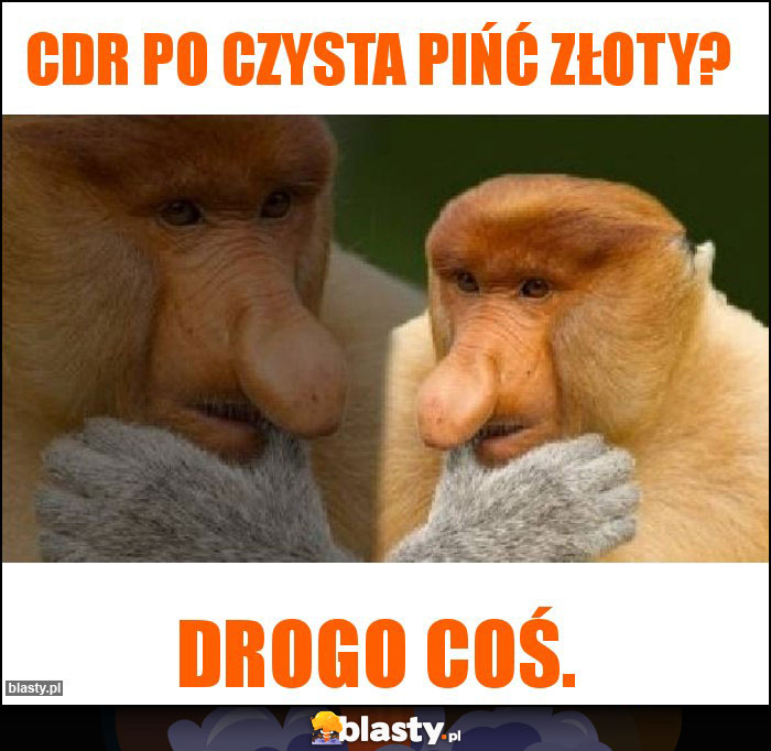 Cdr po czysta pińć złoty?