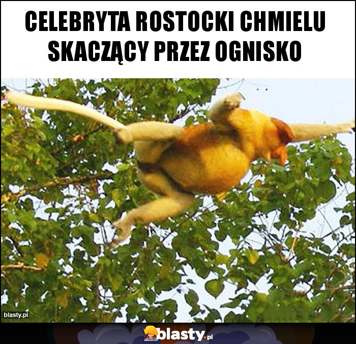 Celebryta rostocki Chmielu skaczący przez ognisko