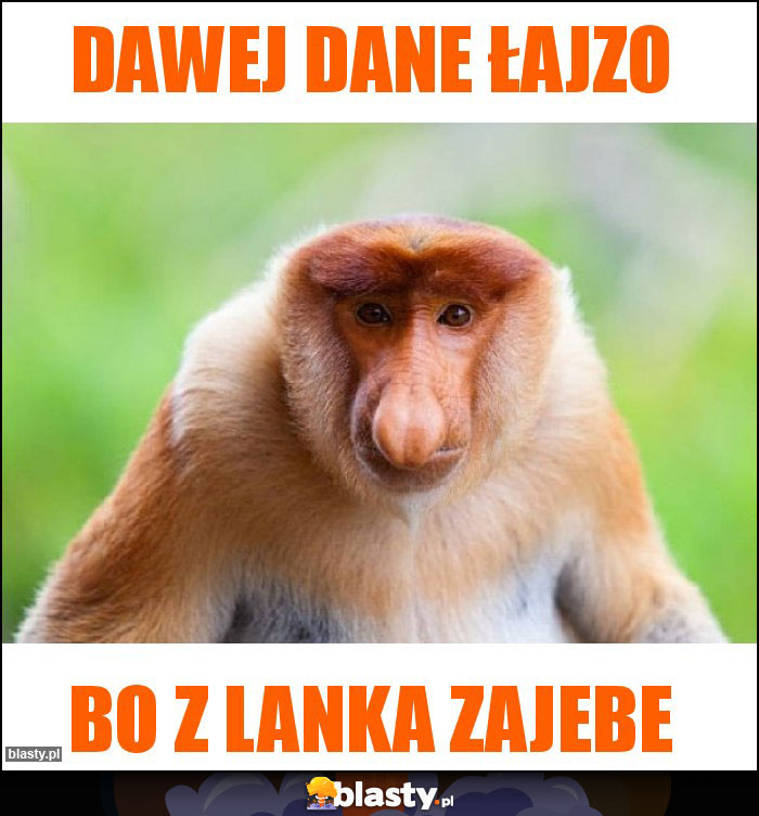 Dawej dane łajzo