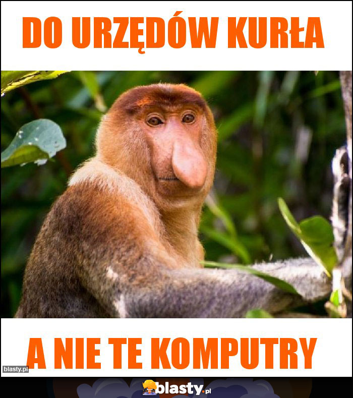 Do urzędów kurła