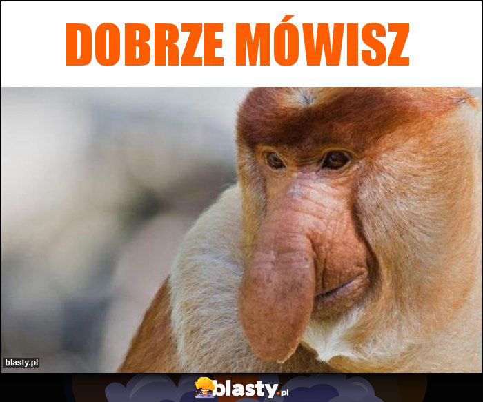 Dobrze mówisz