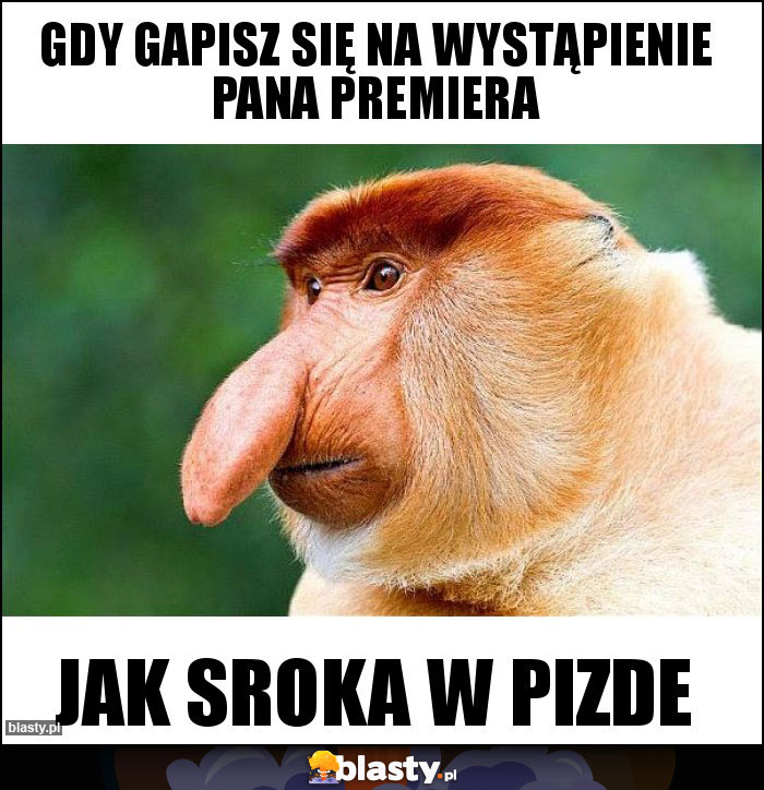 Gdy gapisz się na wystąpienie pana premiera