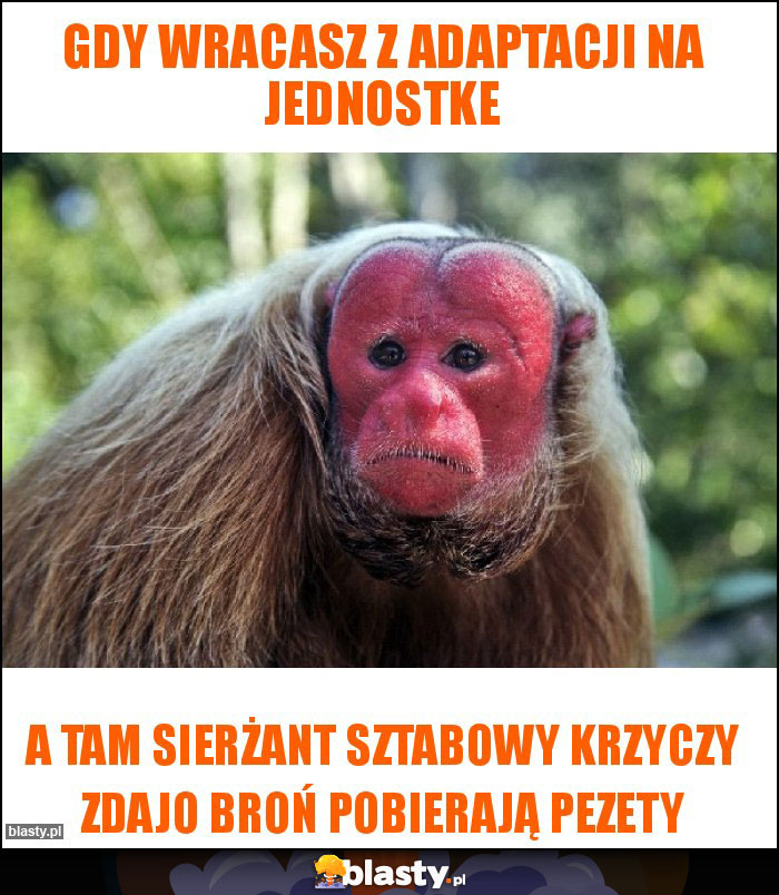 Gdy wracasz z adaptacji na jednostke