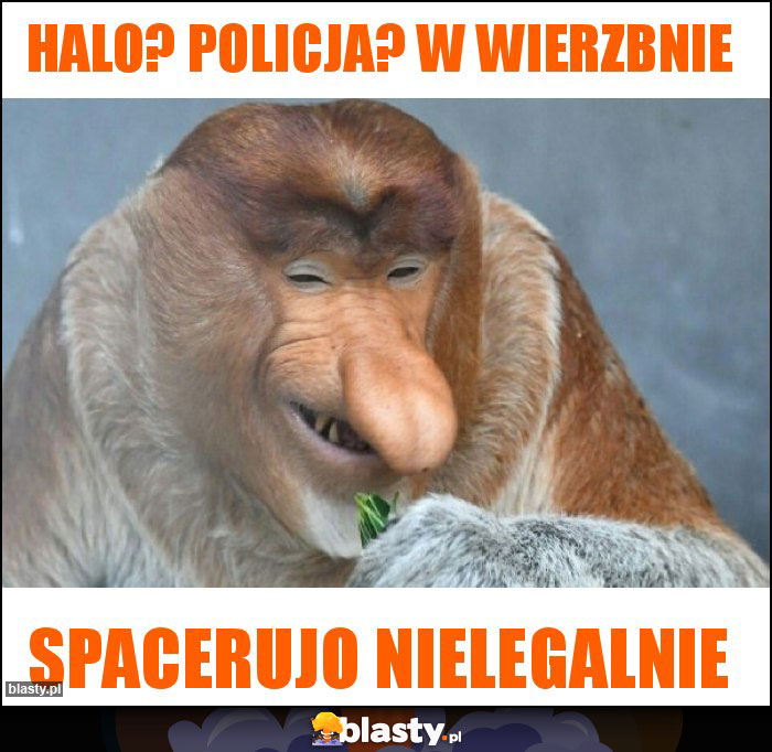 Halo? Policja? W Wierzbnie