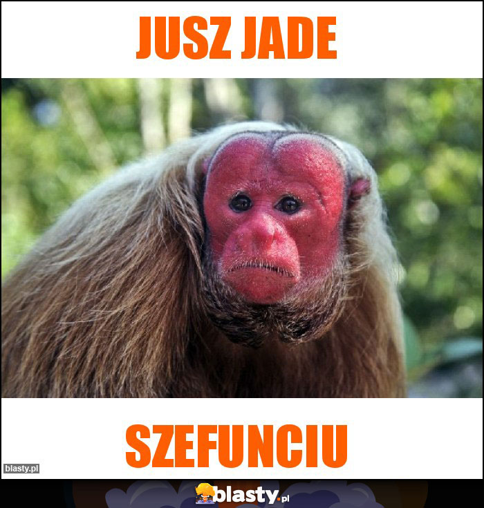 Jusz jade