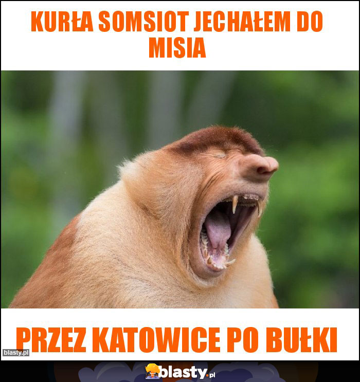 Kurła somsiot jechałem do misia