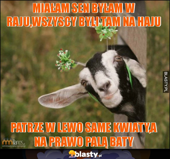 Miałam sen byłam w raju,wszyscy byli tam na haju