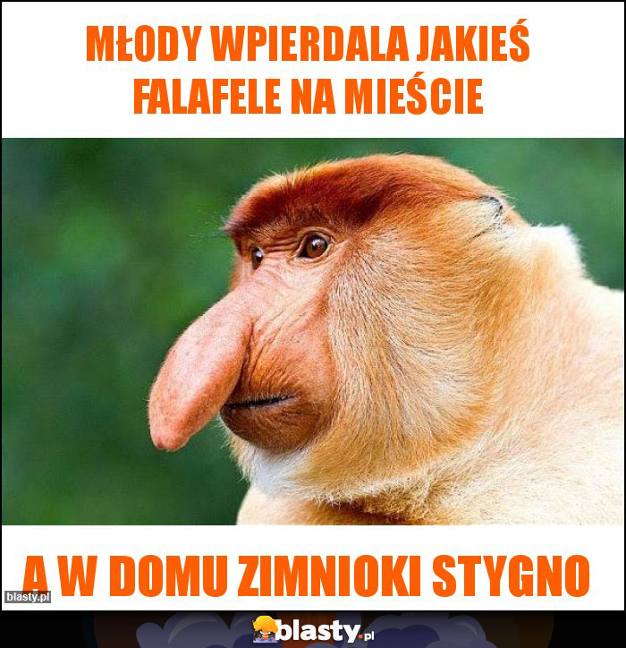 młody wpierdala jakieś falafele na mieście