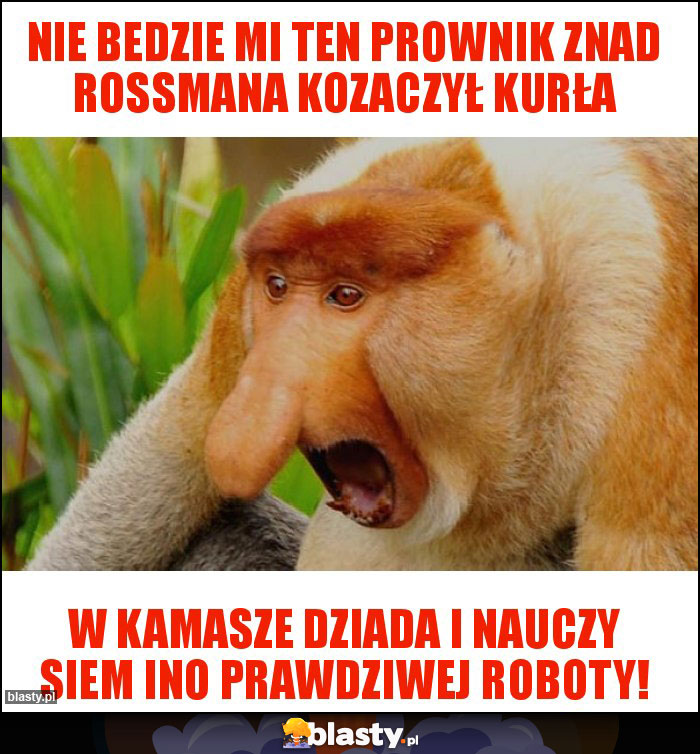 NIE BEDZIE MI TEN PROWNIK ZNAD ROSSMANA KOZACZYŁ KURŁA