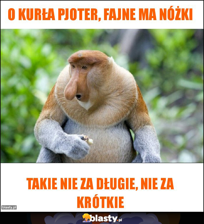 O kurła Pjoter, fajne ma nóżki