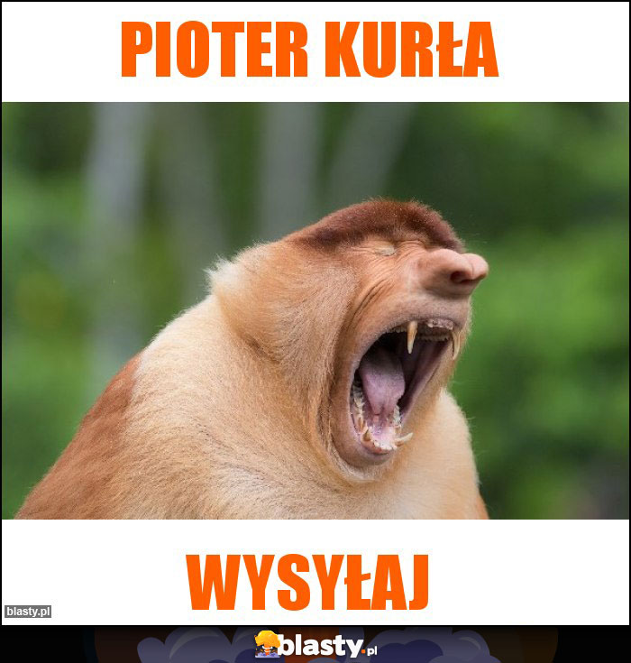 Pioter kurła