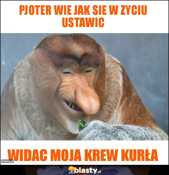 Pjoter wie jak sie w zyciu ustawic