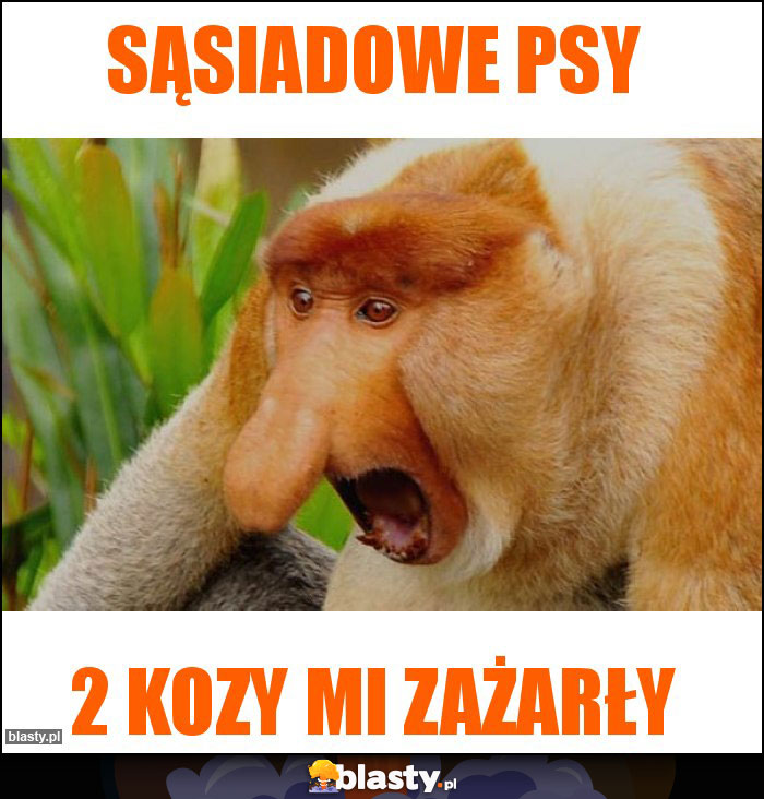 Sąsiadowe psy