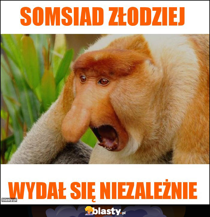 SOMSIAD ZŁODZIEJ