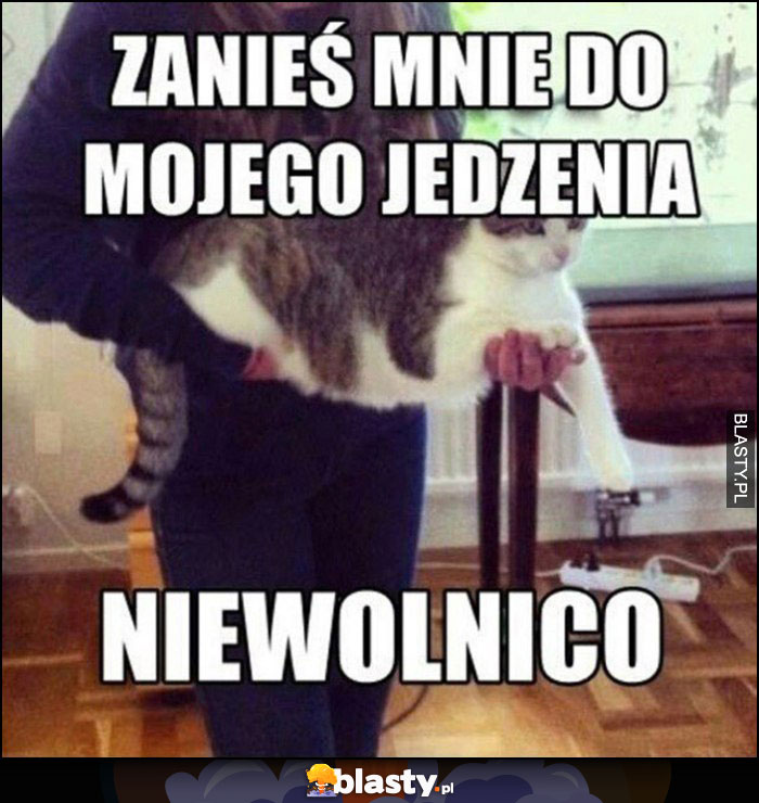 Zanieś mnie do mojego jedzenia niewolnico kot