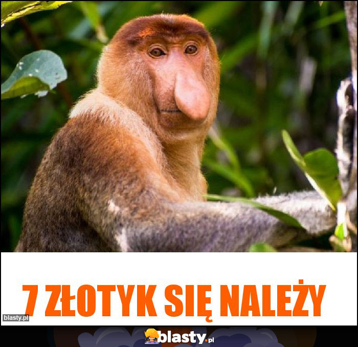 7 złotyk się należy