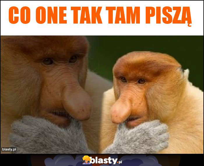 Co one tak tam piszą