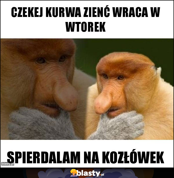 Czekej kurwa zienć wraca w wtorek