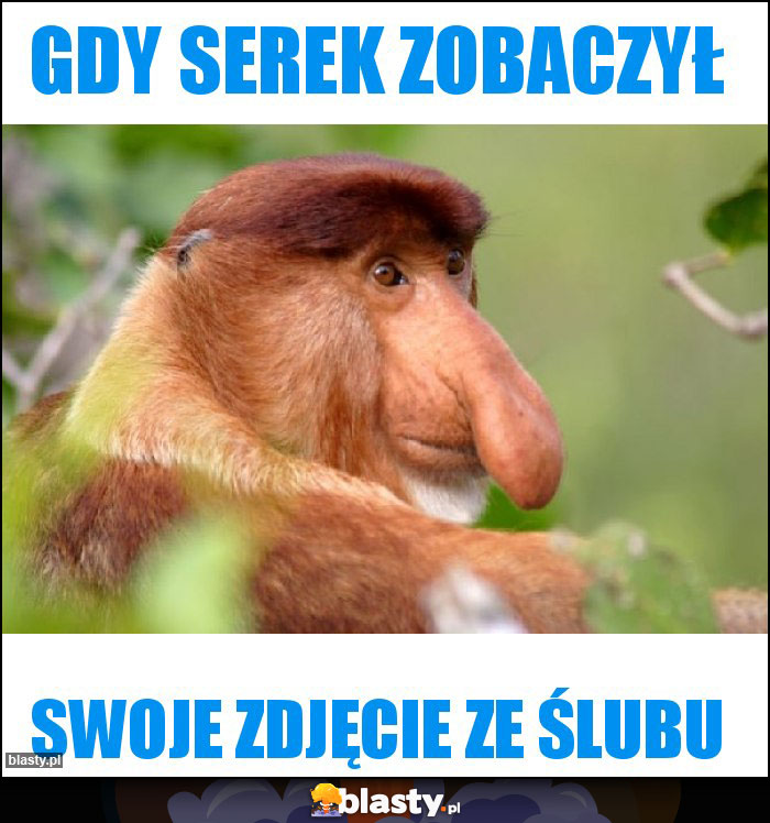 Gdy serek zobaczył