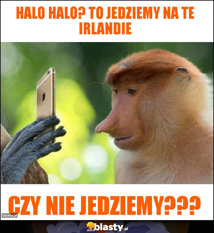 Halo halo? To jedziemy na te irlandie