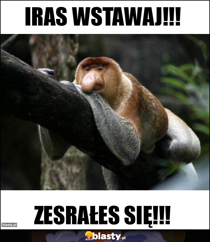 IRAS WSTAWAJ!!!