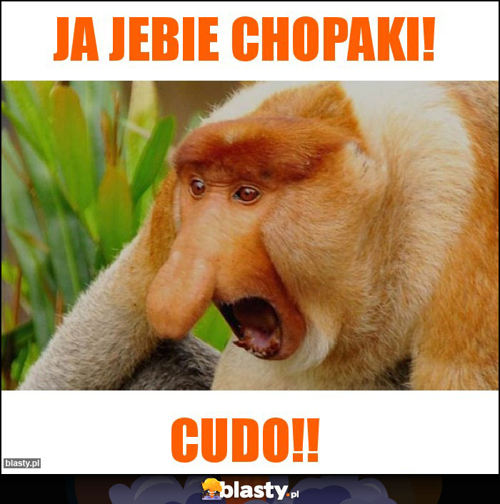 Ja jebie chopaki!