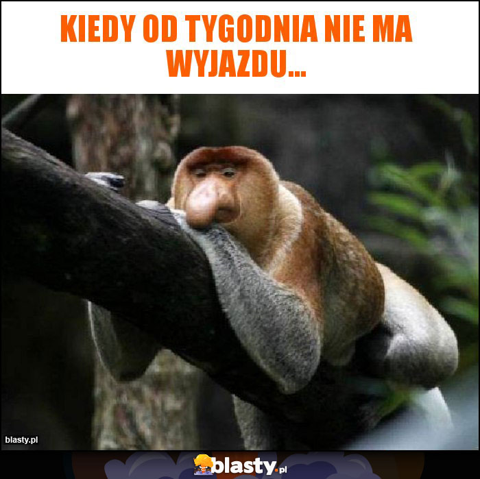 Kiedy od tygodnia nie ma wyjazdu...