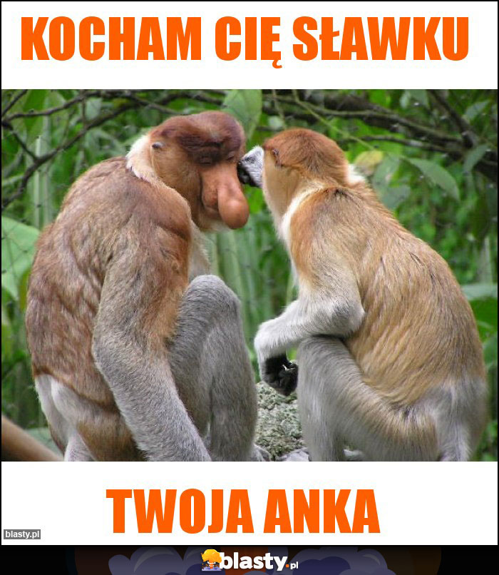 Kocham cię sławku