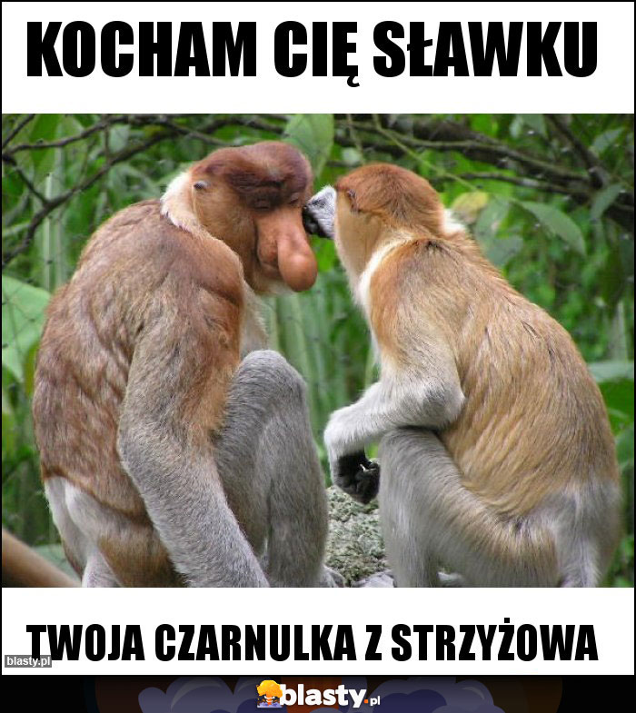 Kocham Cię sławku