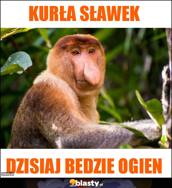 Kurła Sławek