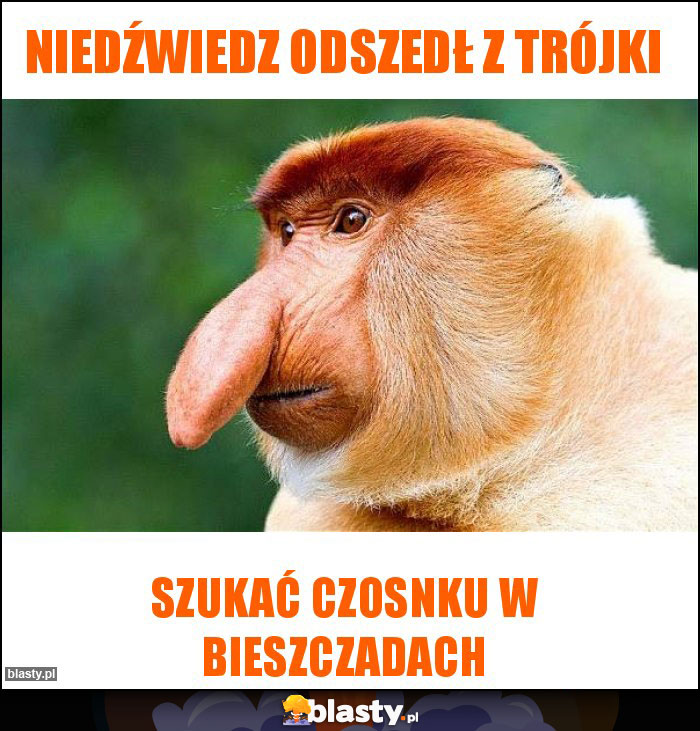 niedźwiedz odszedł z trójki