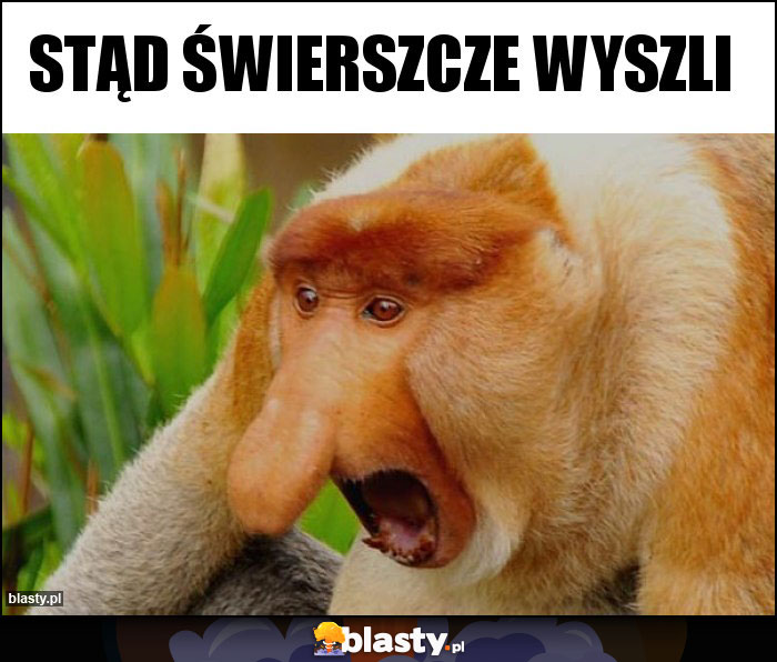 Stąd świerszcze wyszli