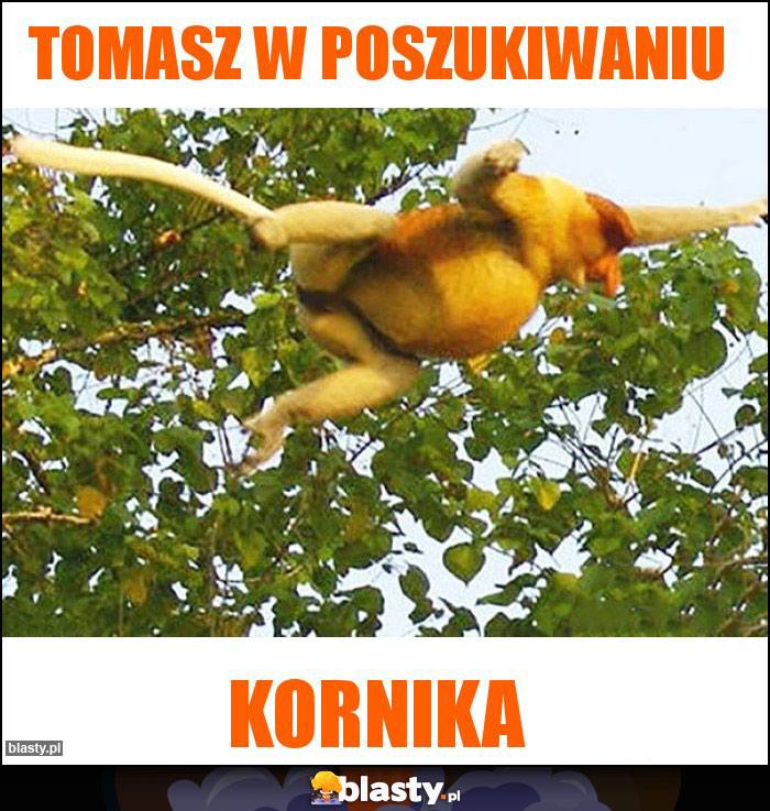 tomasz W poszukiwaniu