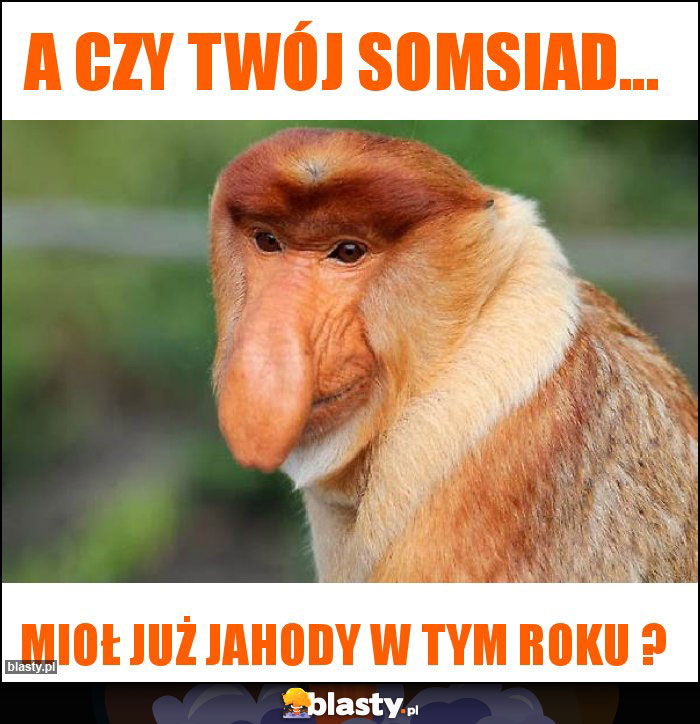 a czy twój somsiad...