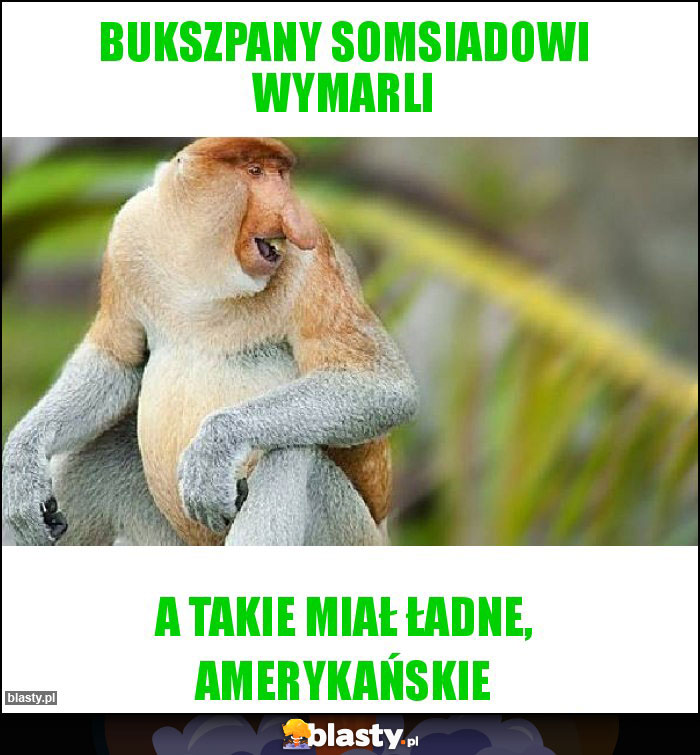 BUKSZPANY SOMSIADOWI WYMARLI