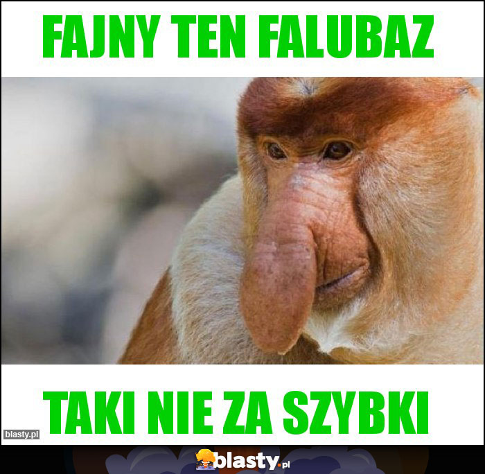 Fajny ten Falubaz