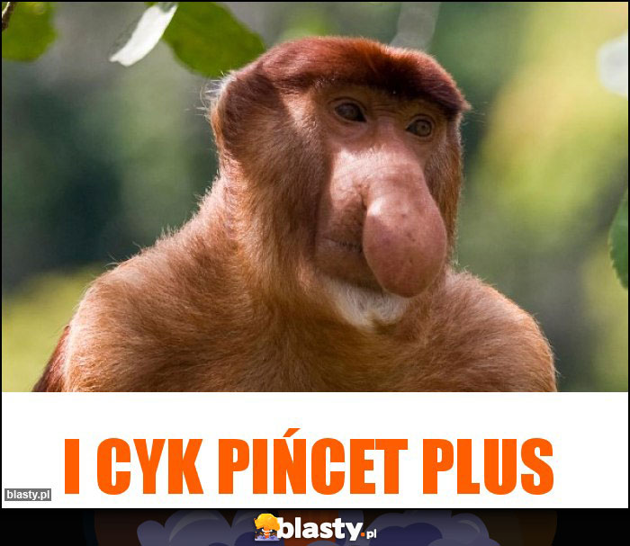 I CYK PIŃCET PLUS