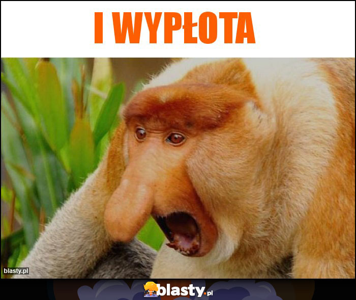 I wypłota