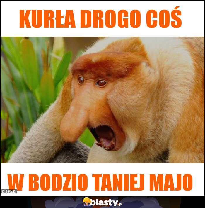 Kurła drogo coś