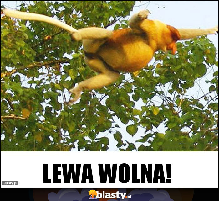 Lewa wolna!