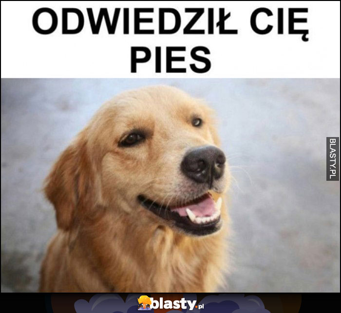 Odwiedził Cię pies