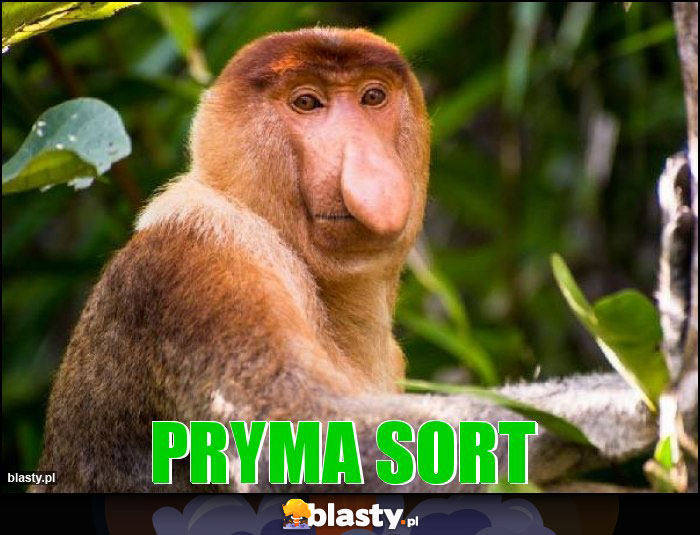 pryma sort