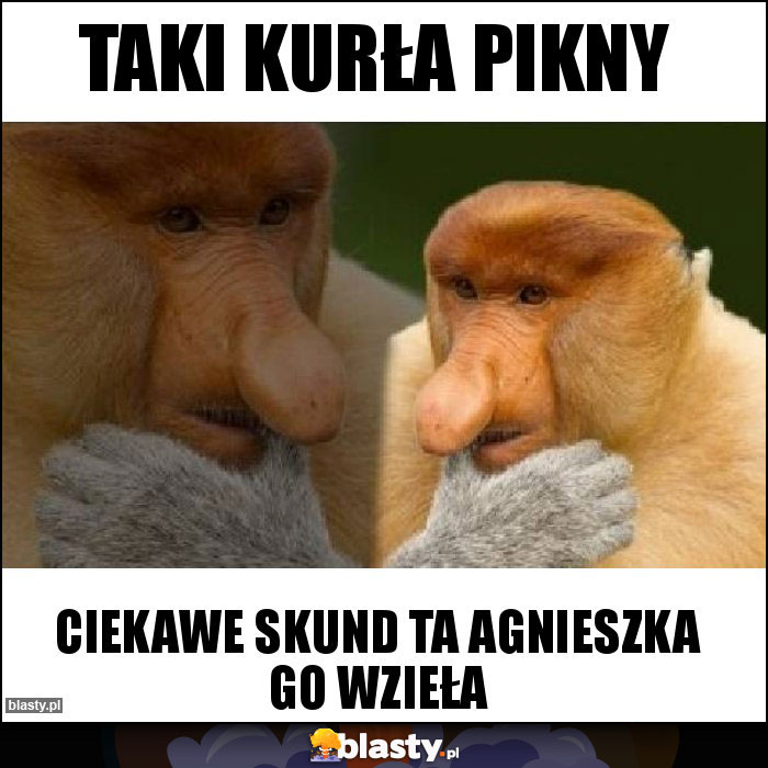 Taki kurła pikny