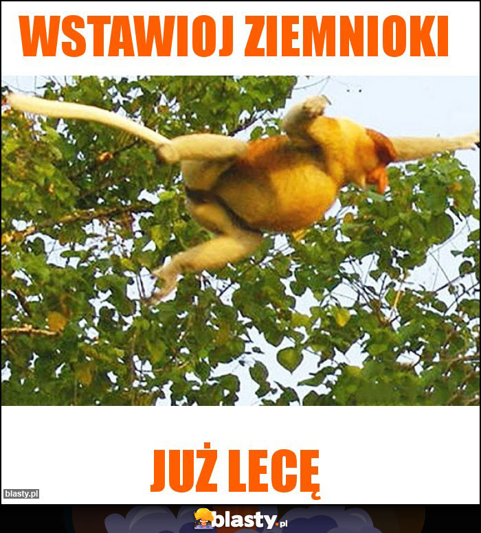 Wstawioj ziemnioki