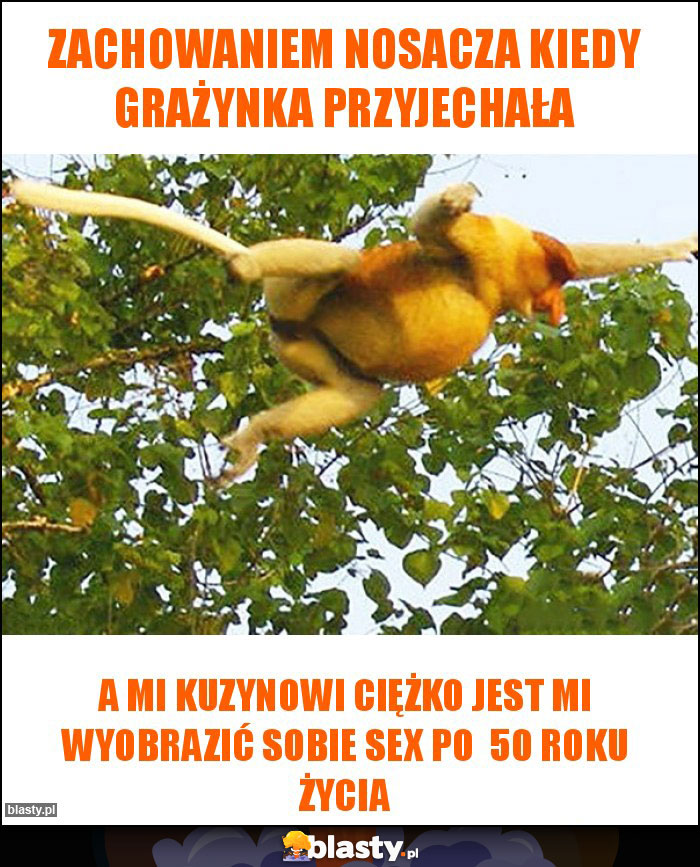 Zachowaniem Nosacza Kiedy Grażynka przyjechała