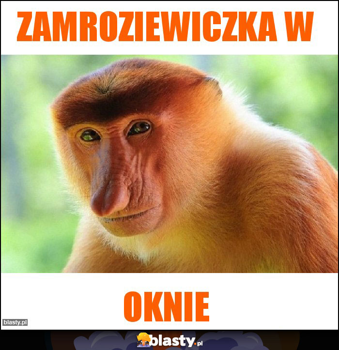 Zamroziewiczka w