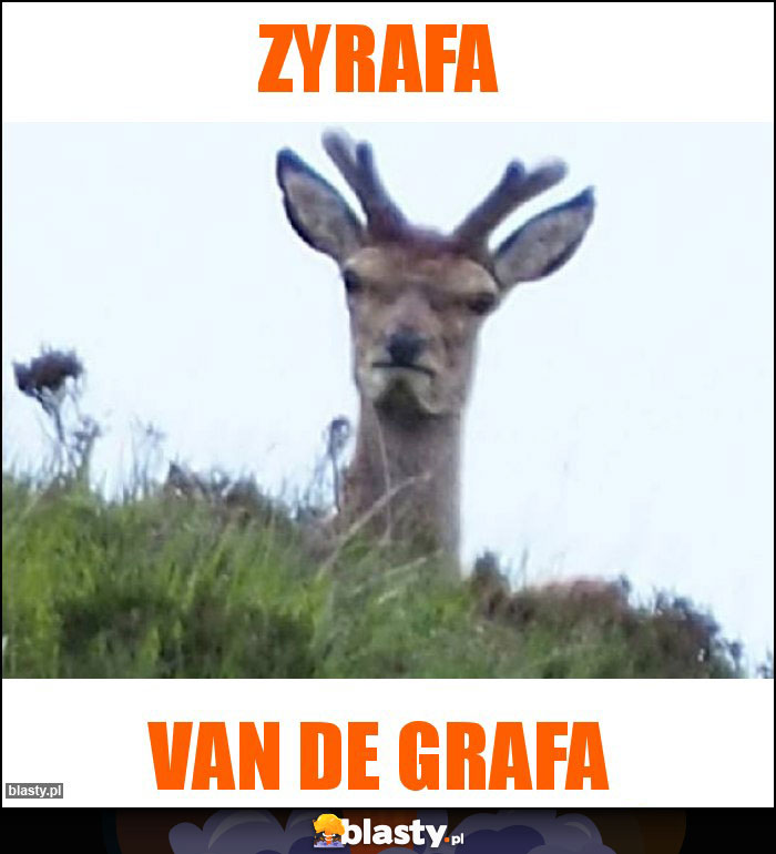 Zyrafa