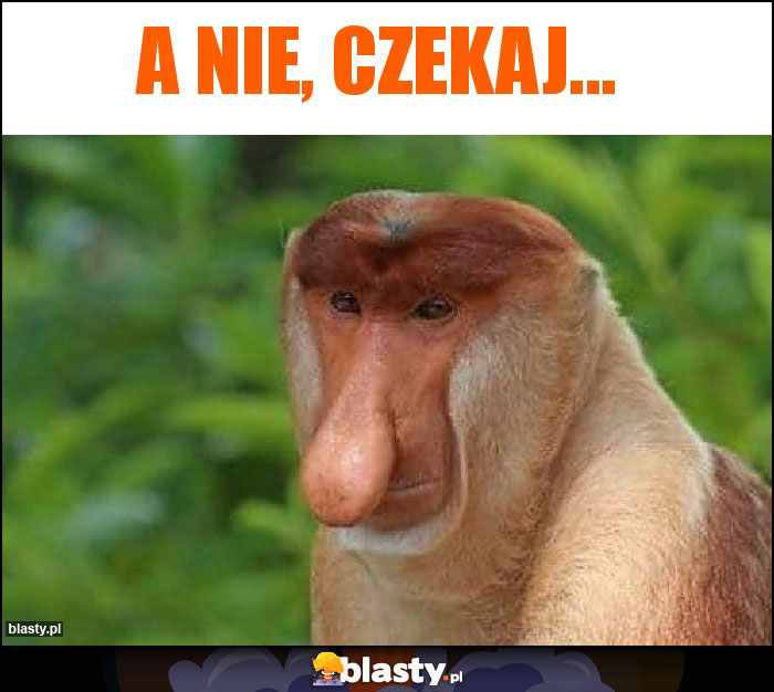 A NIE, CZEKAJ...