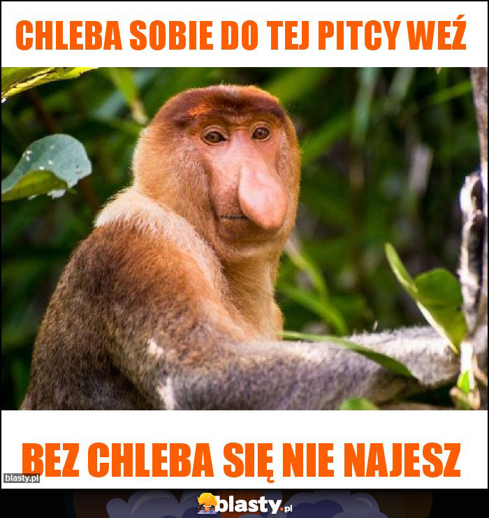 chleba sobie do tej pitcy weź